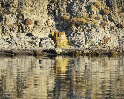 Πάρκο Απολιθωμένου Δάσους Νησιώπης
