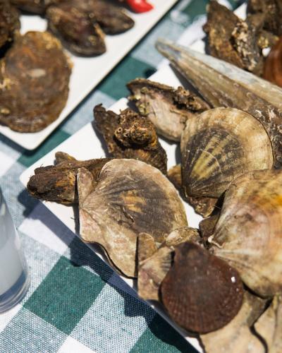 Οστρακοειδή Καλλονής 