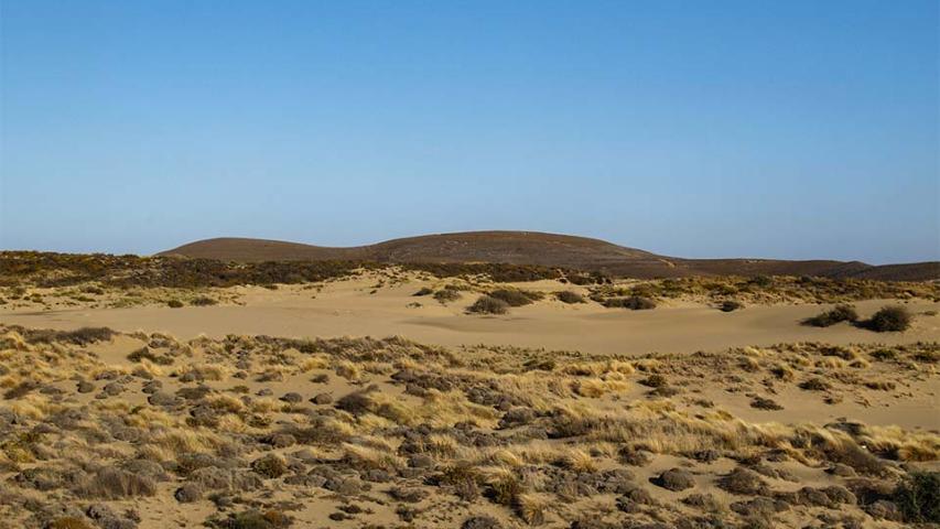 Αμμοθίνες Γομάτι